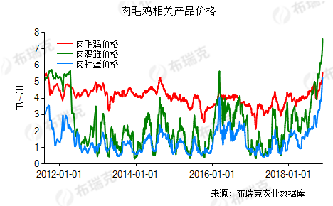 今日肉毛鸡价格行情分析与展望